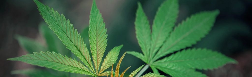 Cannabis Image